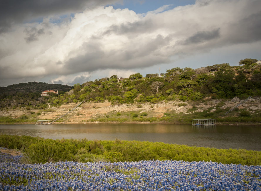 Bluebonnets in full bloom at the bottom of Lake Travis.