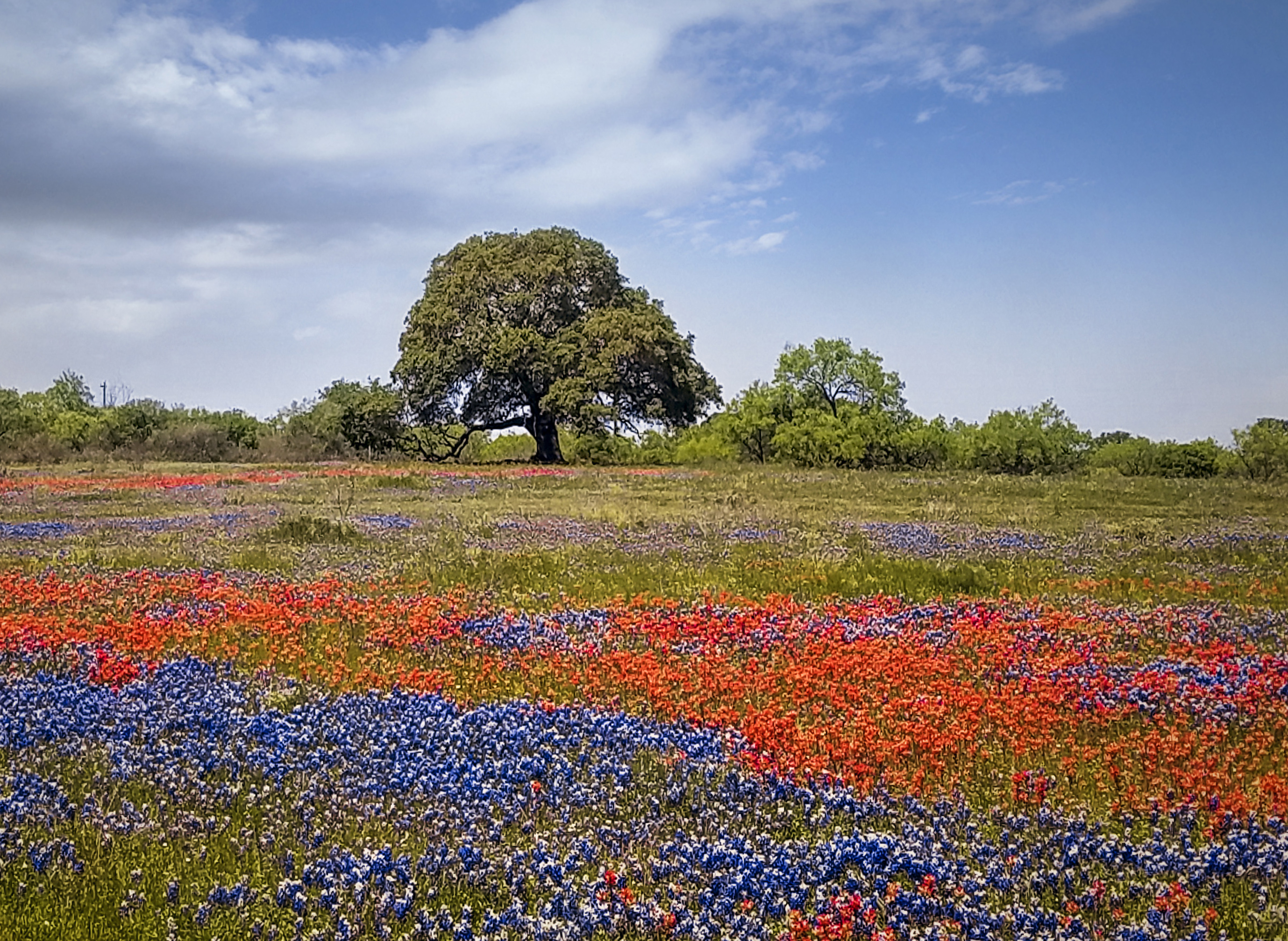 Texas Wildflower Season 2024 - Farah Jenelle