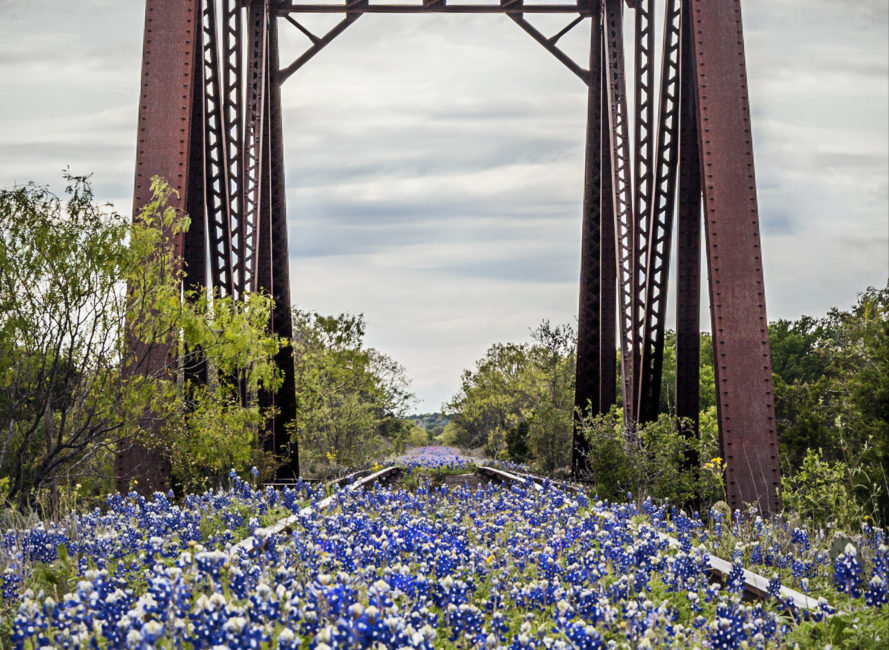 The Perfect Texas Hill Country Wildflower Day Trip