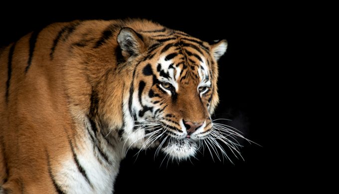 Does Texas Have Its Own Tiger King? More Tigers in Texas Than the Wild