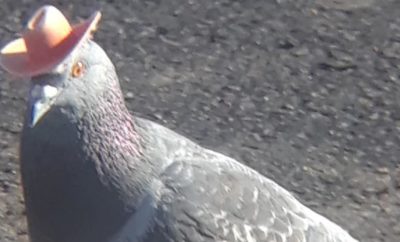 Who is the Mystery Prankster Putting Tiny Cowboy Hats on Pigeons?