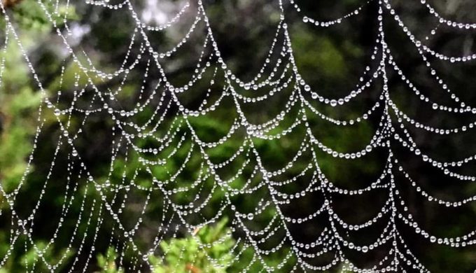 The Giant Spider Web that Swallowed Up Trees in Texas