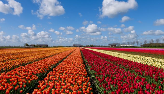 New Texas Tulip Farm Grows 1 Million Flowers for a Good Cause