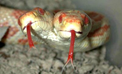 two-headed snakes