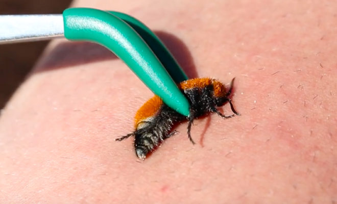 Man Gets Stung by a Texas Velvet Ant or 'Cow Killer' on Purpose