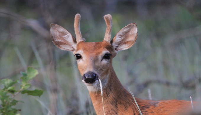 white-tailed deer