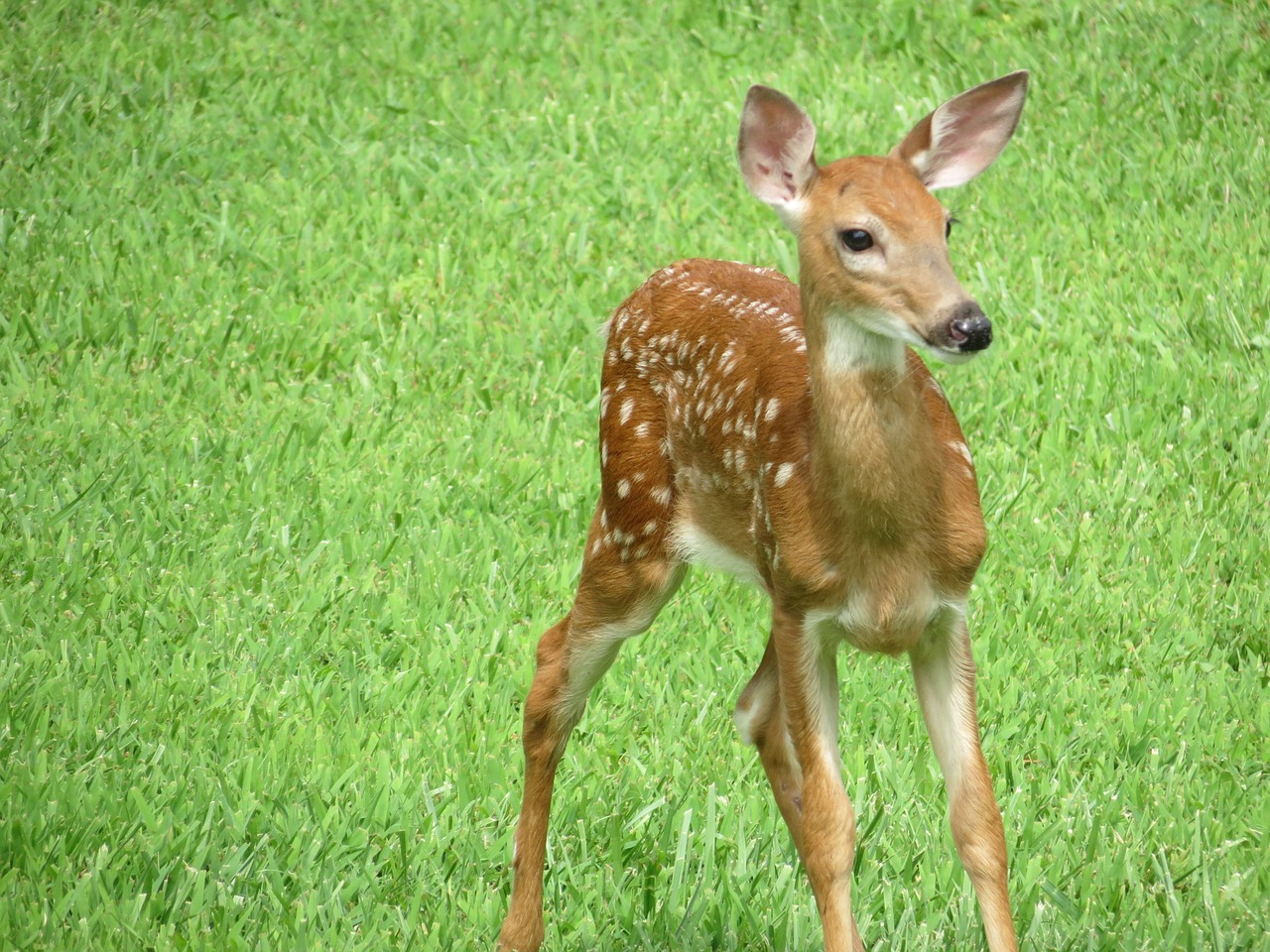 Does That Fawn in Your Yard REALLY Need Your Help?