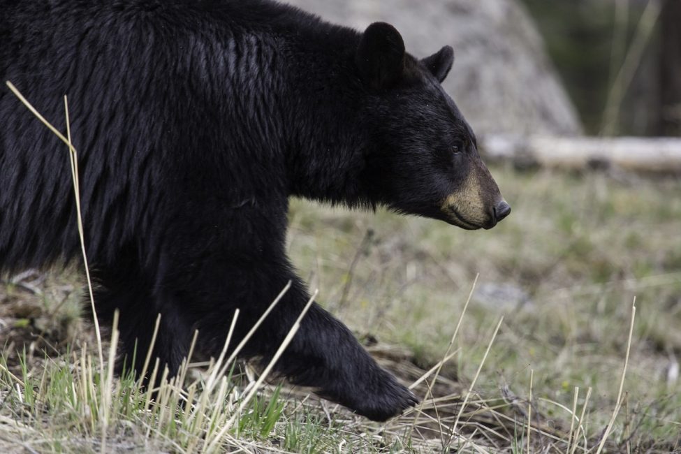 Are There Bears in the Texas Hill Country and Should You Be Worried