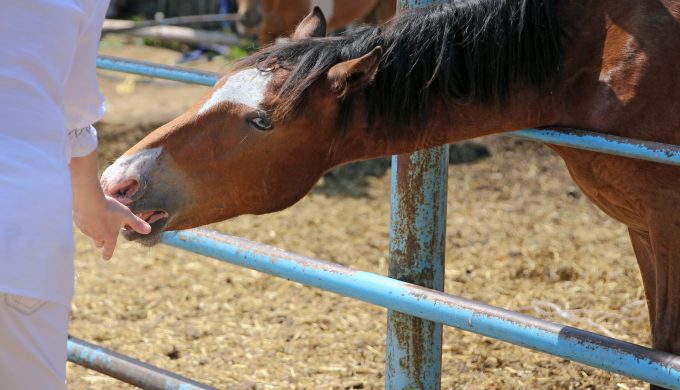 I'm Staying on the Sidewalk, Daddy: Mistakes and Triumphs in Parenting