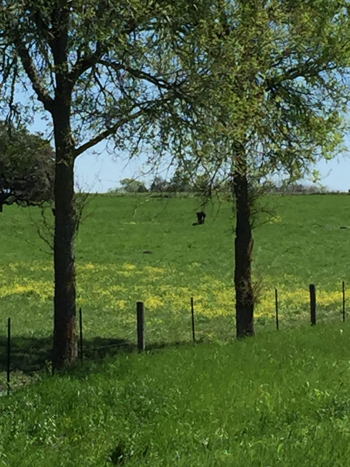 yellow flowers and cow