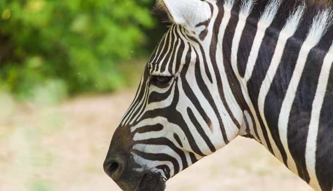 Is the Ownership of Exotic Animals Becoming an Issue in Texas?