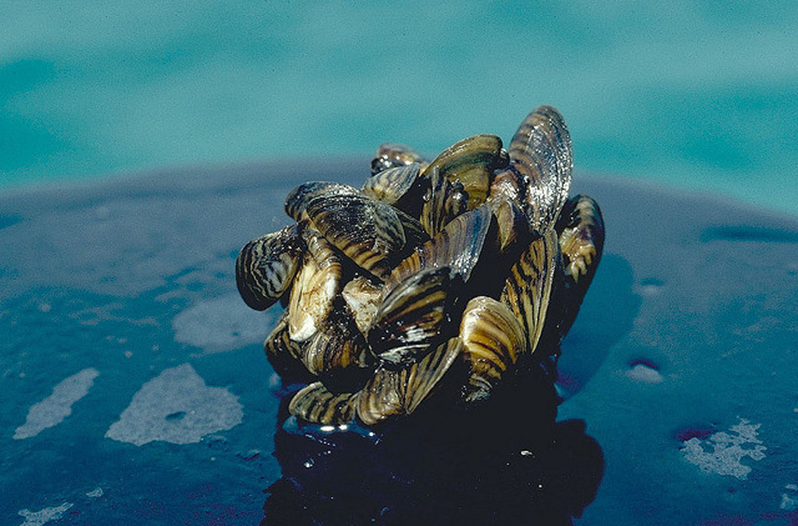 TPWD Confirms that Canyon Lake is Infested with Zebra Mussels